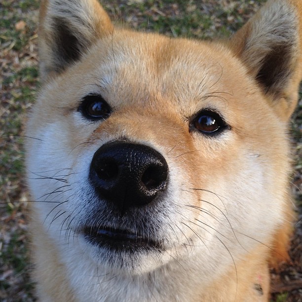 异乡人·中国心,辛杜扛鼎助中国羽毛球队险胜马来西亚