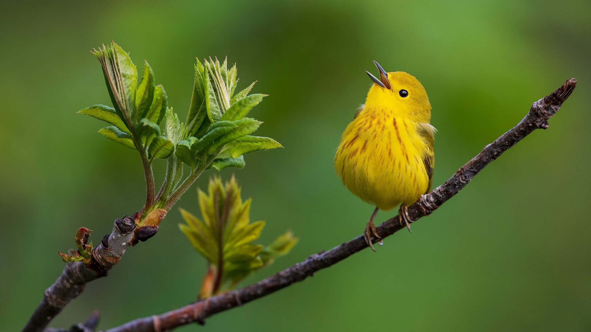 归化的胜利,安赛龙如何让法国羽毛球队完成不可能的任务