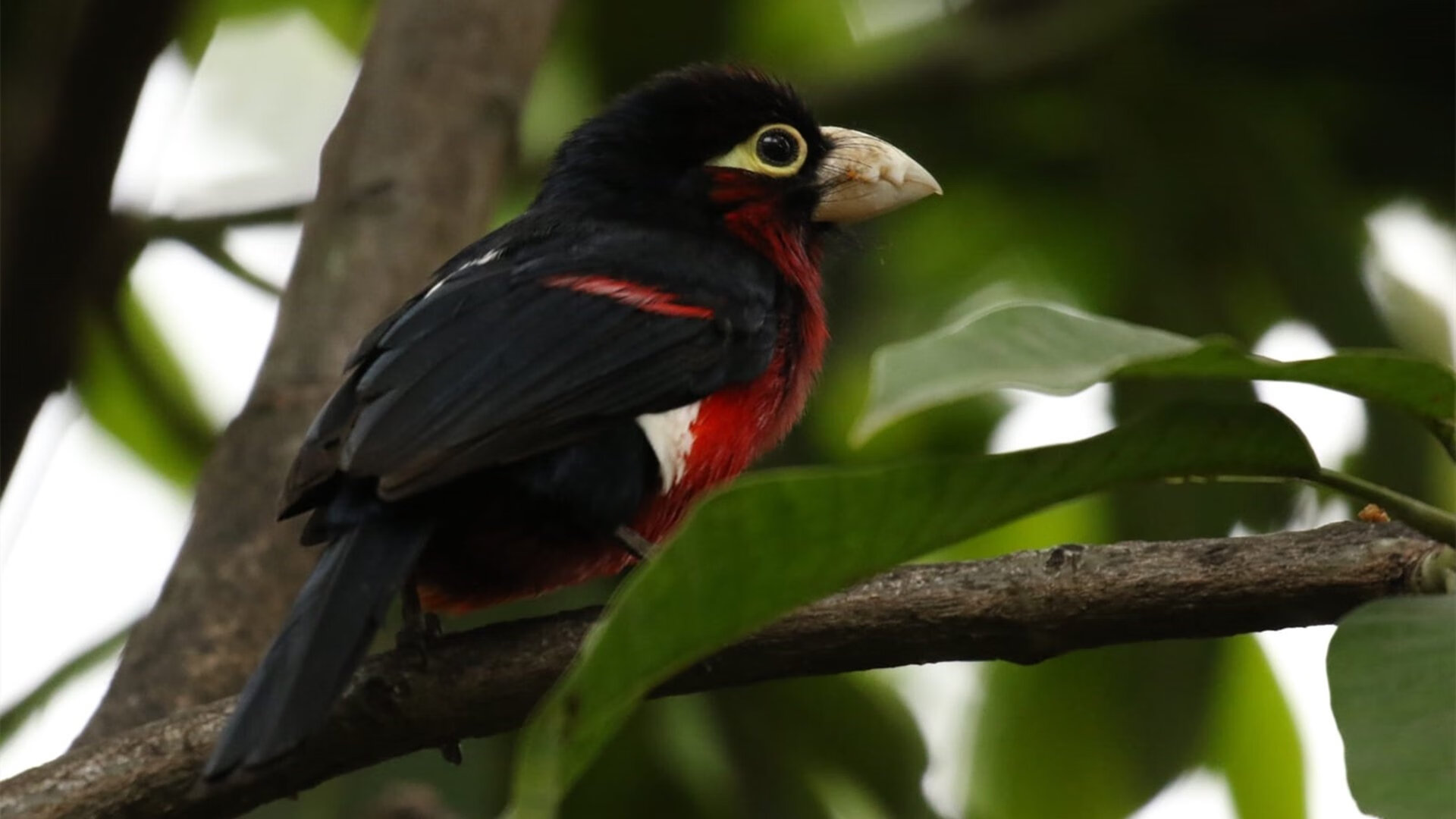 旧王座的裂缝与新王冠的曙光,当三狮咆哮与银球划破长空