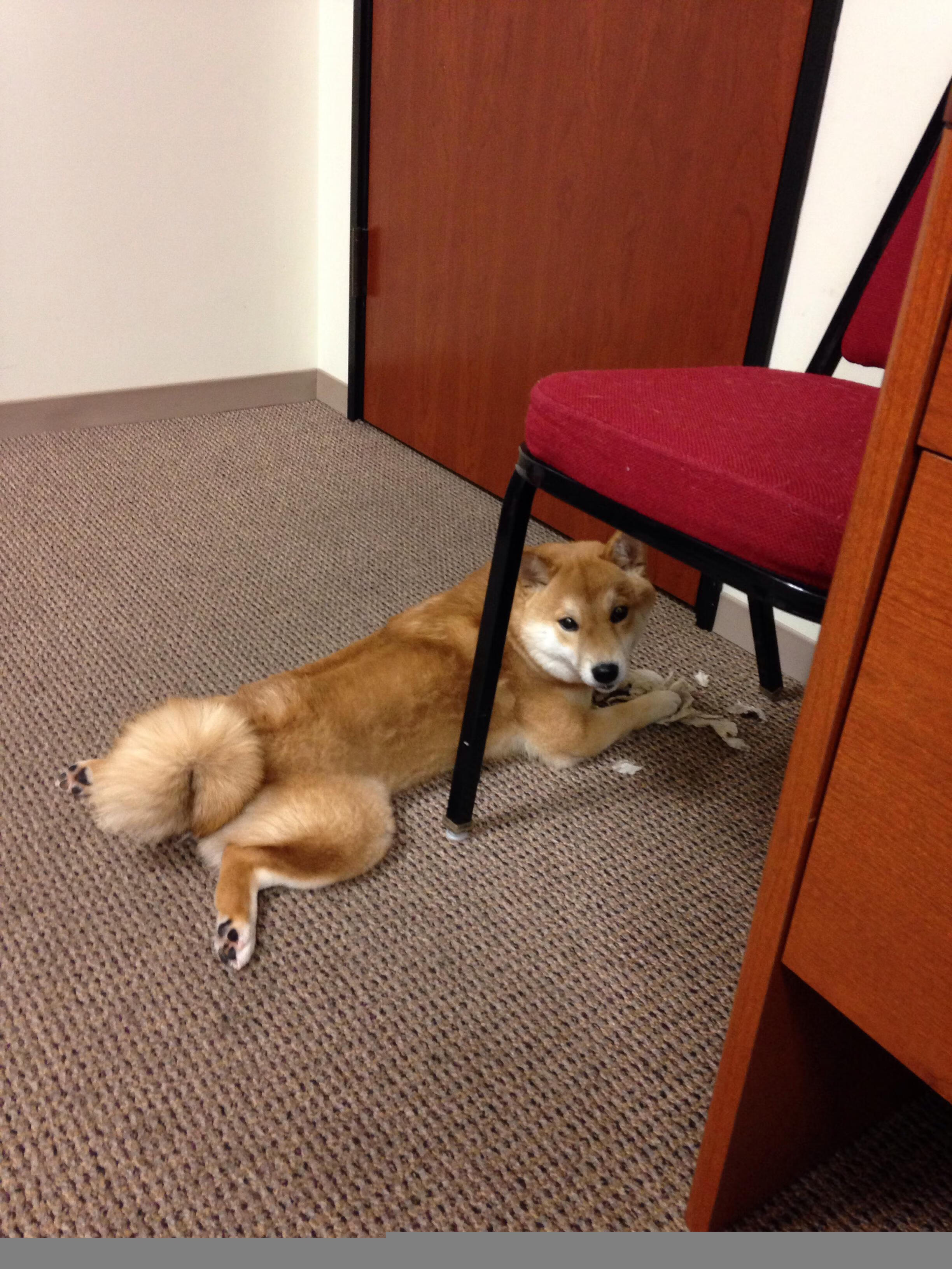 年终总决赛力克ATP总决赛，巅峰对话中，那个火力全开的西西帕斯