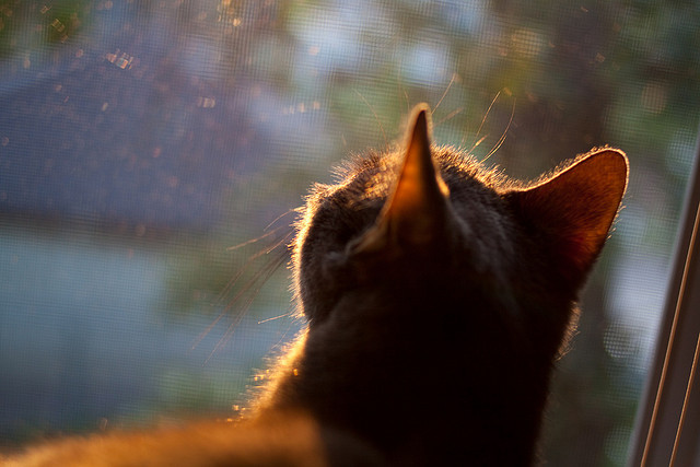 王者惊变!雷诺史诗逆袭终结银箭王朝,维斯塔潘封神之战