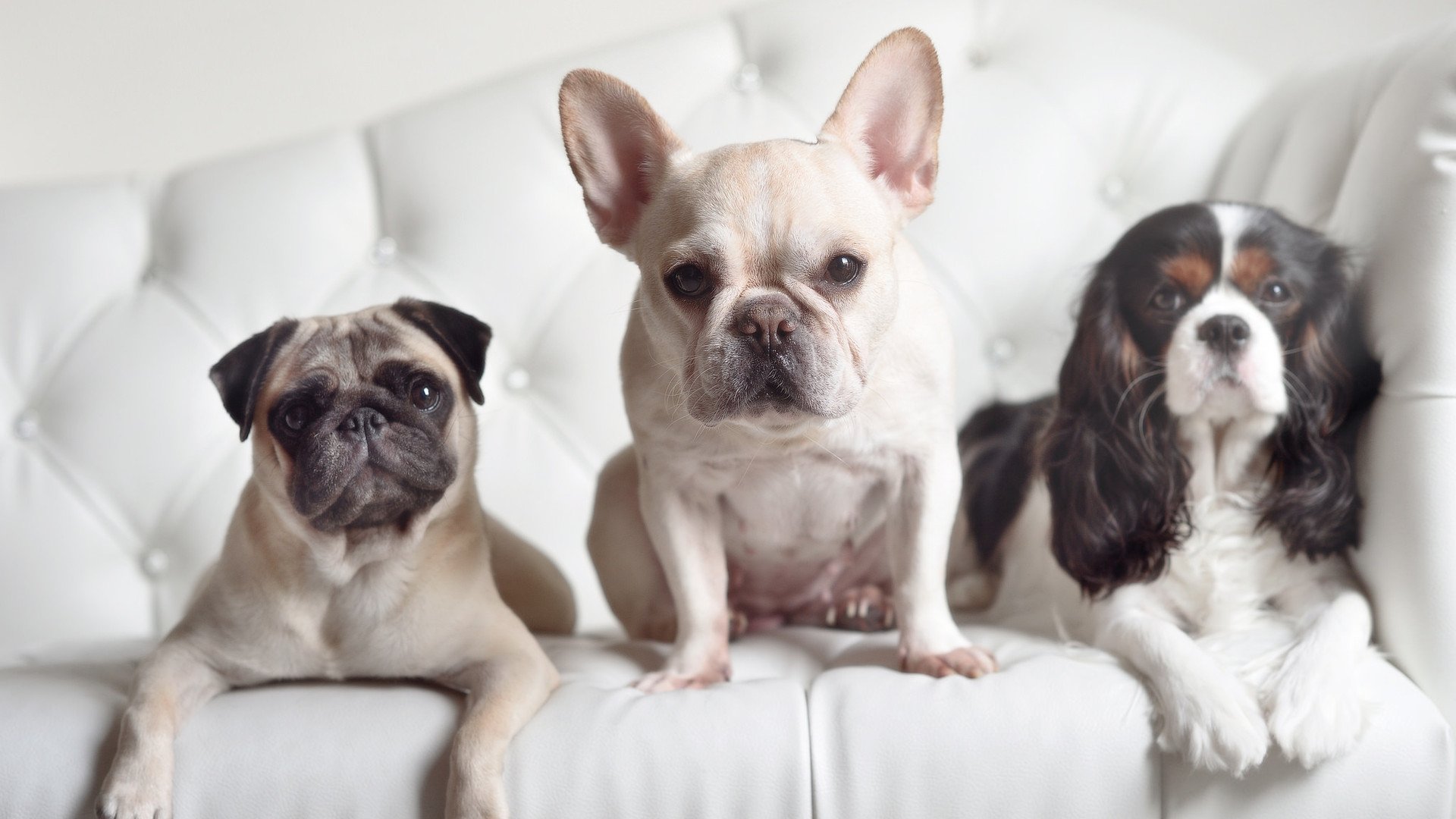 摧枯拉朽，赖斯幽灵舞步撕裂澳洲袋鼠，德意志战车碾碎防线奏响序曲