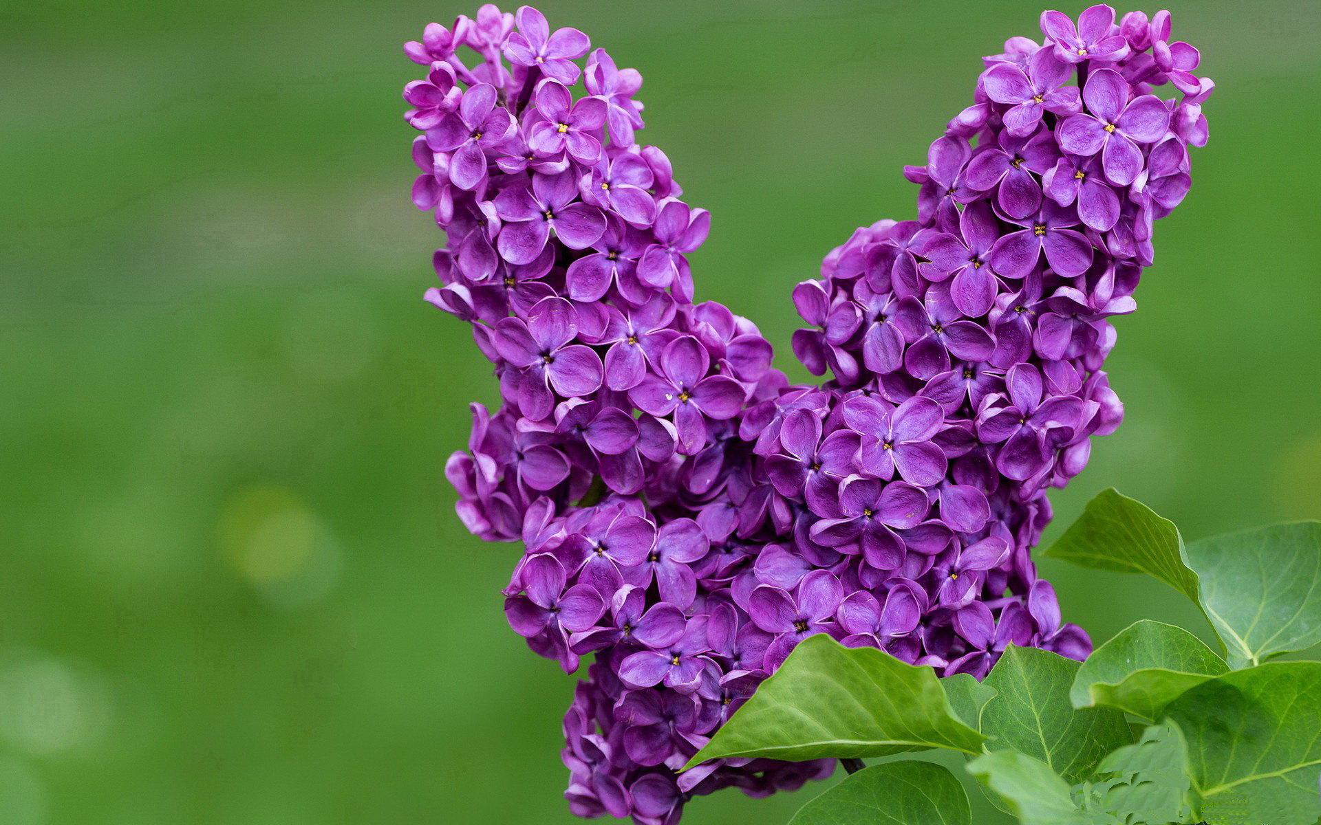 跨界狂想曲,当湖人大胜映照利拉德的英超奇迹