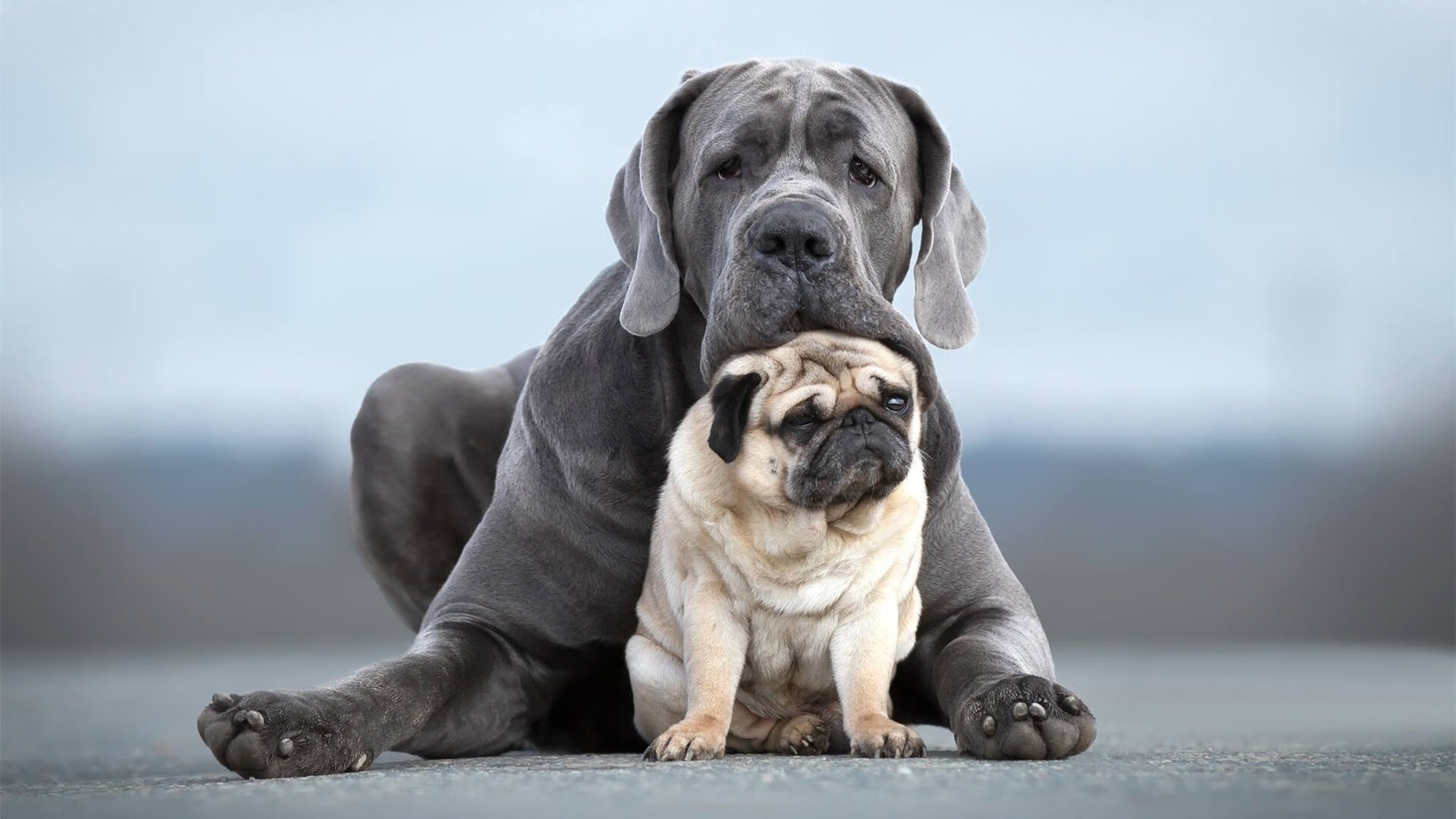 西亚卡姆封神之战,一己之力撕碎国王,猛龙弃将成老鹰新王