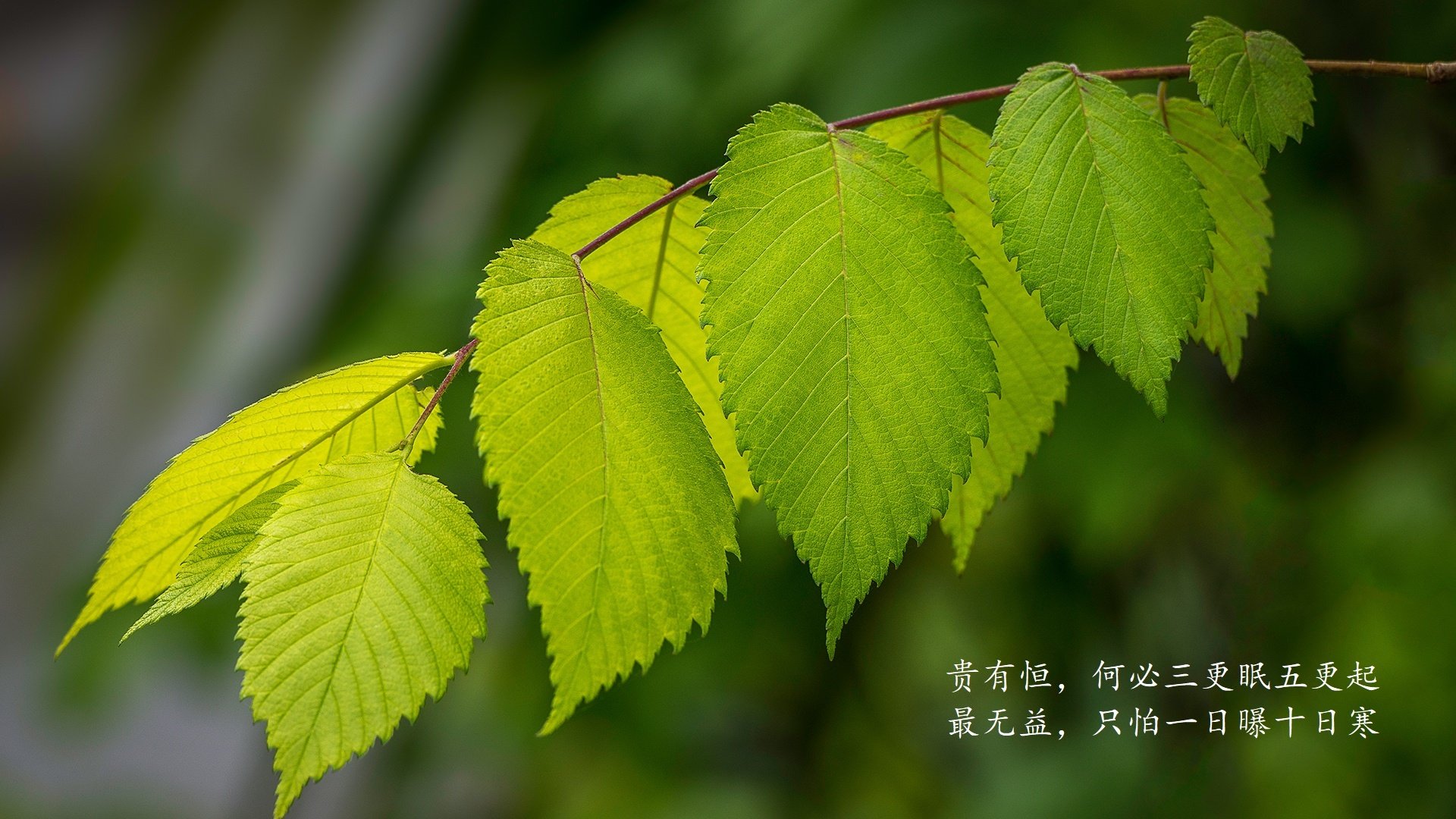 闪电风暴席卷赛场,拉梅洛化身攻防转换核心,活塞队碾压式撕裂深圳队防线